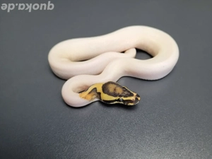 0.1 Fire Desert Ghost Pied 