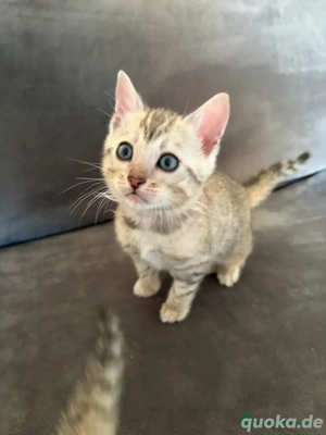 Entzückende Bengalkätzchen zur Adoption