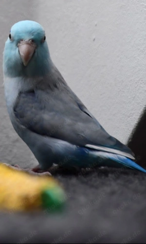 Forpus coelestis  Snitch  sucht liebevolles Zuhause   am besten mit Artgenossen