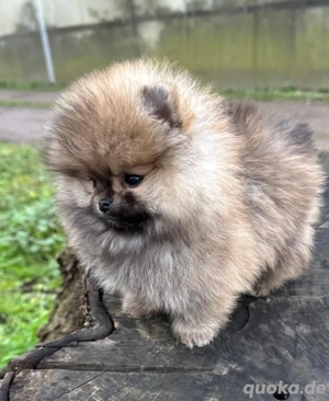 Zwergspitz   Pomeranian Welpen   3 Mädchen & 2 Jungen   mit EU-Pass