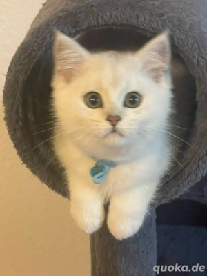 Silver tabby kitte kater reinrassig