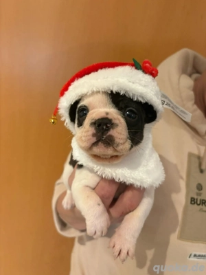 französiche Bulldoggen mit Ahnentafel 