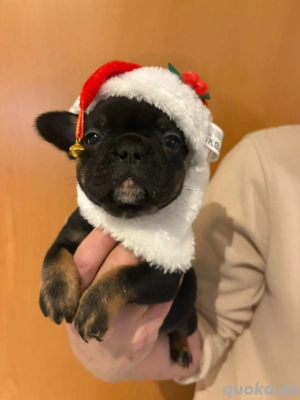 französiche Bulldoggen mit Ahnentafel 