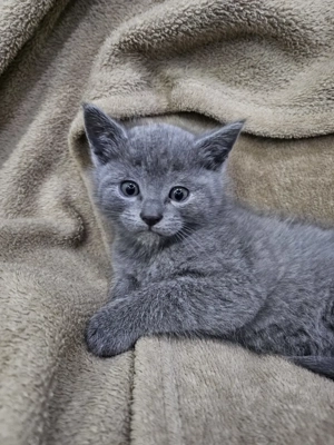 Russisch blau. Eines Mädchen noch frei.