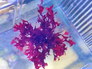 rote alge Meerwasser Halymenia sp. 02   Rotalge