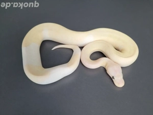 0.1 (Super) Pastel Banana Desert Ghost Pied het. Cryptic (pos Leopard & Pinstripe)