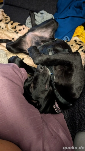 Labbimix Lani freut sich auf Deinen Besuch 