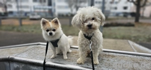 Malteser  und Chihuahua 