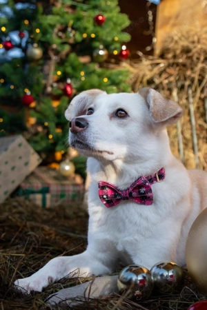 Snowy - klug&sensibel