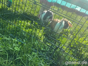 zwei Zwergwidder suchen eine liebevolle Familie