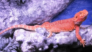 Farbintensive Bartagamen rot und citrus-rot Mix, ca. 25 - 28 cm (Versand möglich) Bild 8