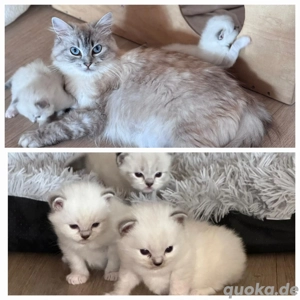 Ragdoll Deckkater mit Stammbaum  Bild 10