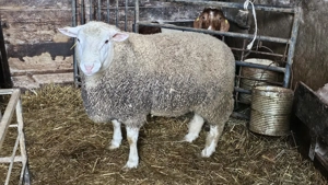 Merinoschaf Berrichon Schaf