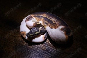 GHI YB Pied Piebald Königspython