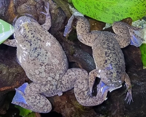 3 Krallenfrösche (Silurana tropicalis) abzugeben