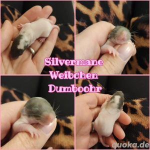 Ratten Babys super zahm und kinderlieb 