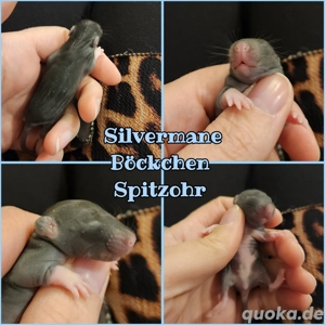 Farbratten Babys Ratten Babys total verkuschelt und kinderlieb 