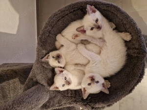 Siam Kitten reinrassig Kater  Katze 