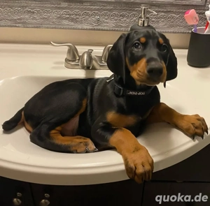 Darf ich vorstellen: dieser kleine Dobermann-Prinz