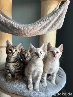 Bengal Kitten mit Stammbaum (Snow - Abgabebereit)
