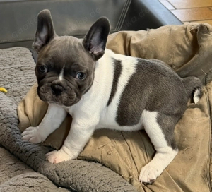 Französische Bulldoge 