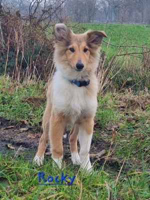 Reinrassige, gesunde  Amerikanischer Collie Welpen 