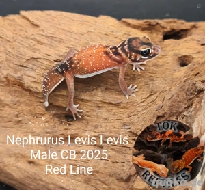1.0 Nephrurus Levis Levis Red Line male (Gecko)