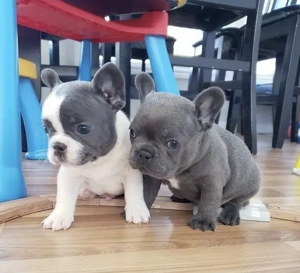 Französische Bulldoggen Welpen suchen ein schönes Zuhause