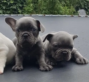 Zuckersüße Französische Bulldoggen Welpen mit Ahnentafel
