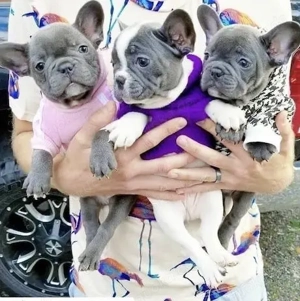 Zuckersüße Französische Bulldoggen Welpen mit Ahnentafel