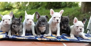 Französische Bulldoggen Welpen 