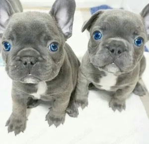 Zuckersüße sportliche Französische Bulldoggen Welpen Blue Lilac