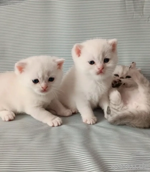 BKH schnee weiße katzen babys noch zwei suchen ein zuhause 