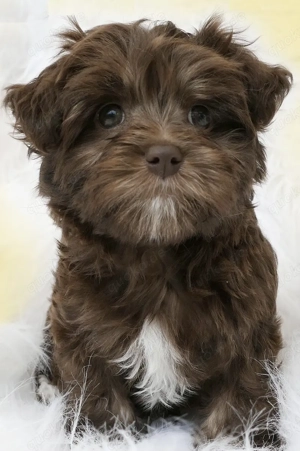  Süßer Bolonka Zwetna Welpen Rüde und Hündin mit Ahnentafel sucht ein liebevolles Zuhause