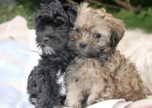 Premium Bolonka Zwetna Welpen mit Papieren 