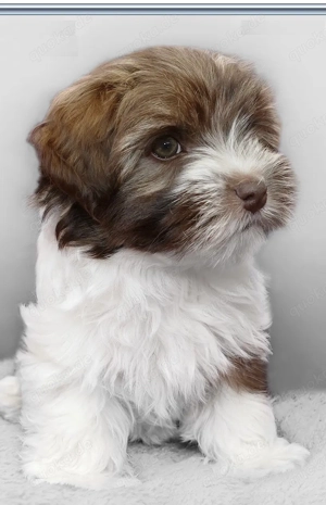 Great Bolonka Zwetna Welpen mit Papieren 