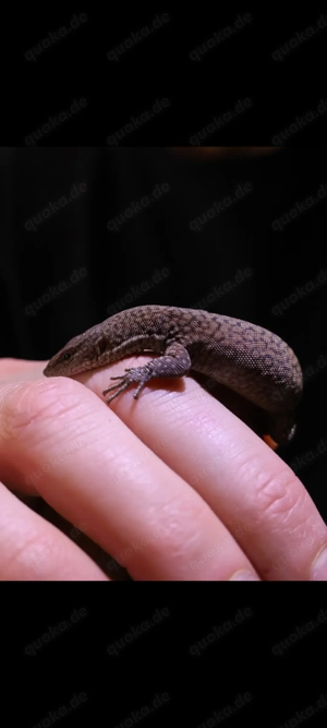 0.0.1 Waranus kingorum CB2025