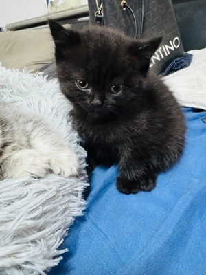 Bkh Katze zu verkaufen jung