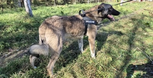 Maggie sucht ländliches Zuhause Bild 4