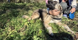 Maggie sucht ländliches Zuhause Bild 5