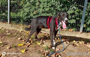 Unser ROCKY    sucht seine 'Sparringspartner'  Bild 8