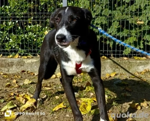 Unser ROCKY    sucht seine 'Sparringspartner' 