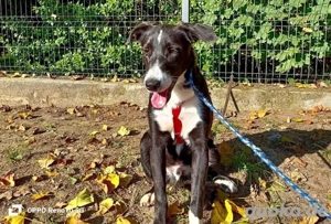 Unser ROCKY    sucht seine 'Sparringspartner'  Bild 5