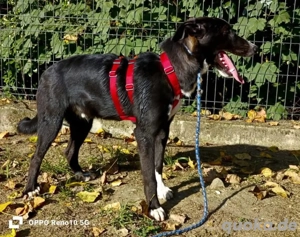 Unser ROCKY    sucht seine 'Sparringspartner'  Bild 7