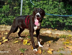 Unser ROCKY    sucht seine 'Sparringspartner'  Bild 6