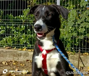 Unser ROCKY    sucht seine 'Sparringspartner'  Bild 3