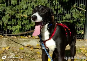 Unser ROCKY    sucht seine 'Sparringspartner'  Bild 2