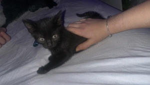 Schwarzen Kitten beim Interesse privat anschreiben 