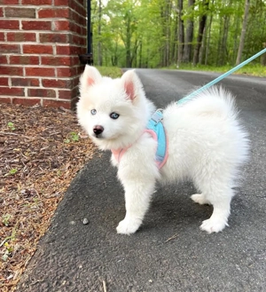 Cute Liebevolle Mini Pomsky Welpen zu verkaufen