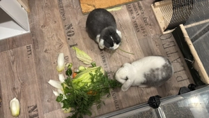 2 Kaninchen  Milo und Coco + Gehege 